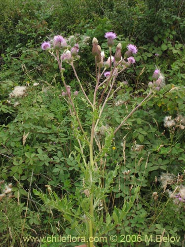 Bild von Cirsium vulgare (Cardo negro). Klicken Sie, um den Ausschnitt zu vergrössern.